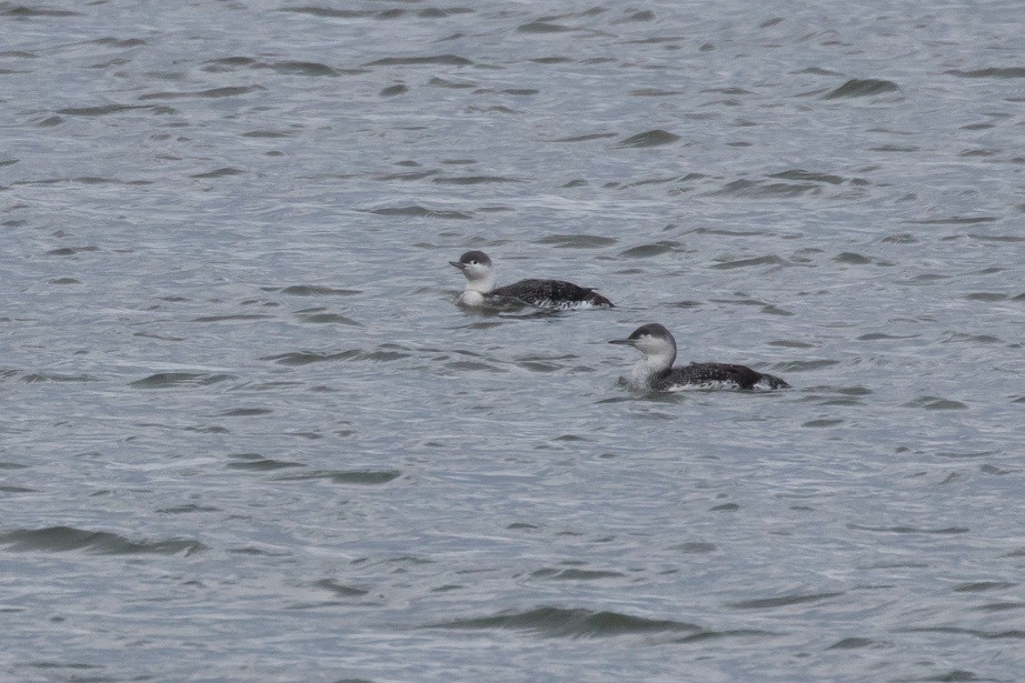 Red-throated Loon - ML40896231