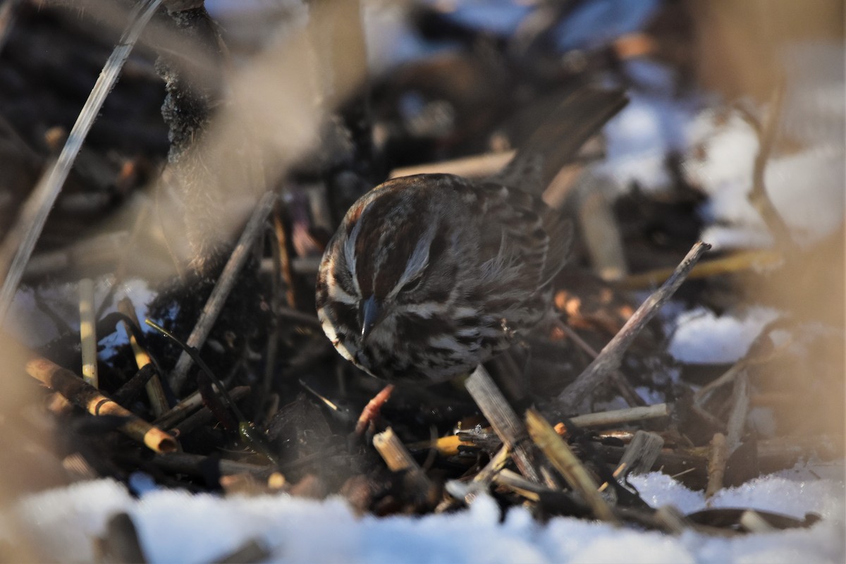 Song Sparrow - ML408962931