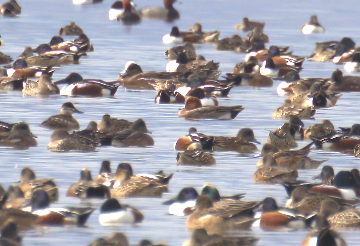 Eurasian Wigeon - ML408964731