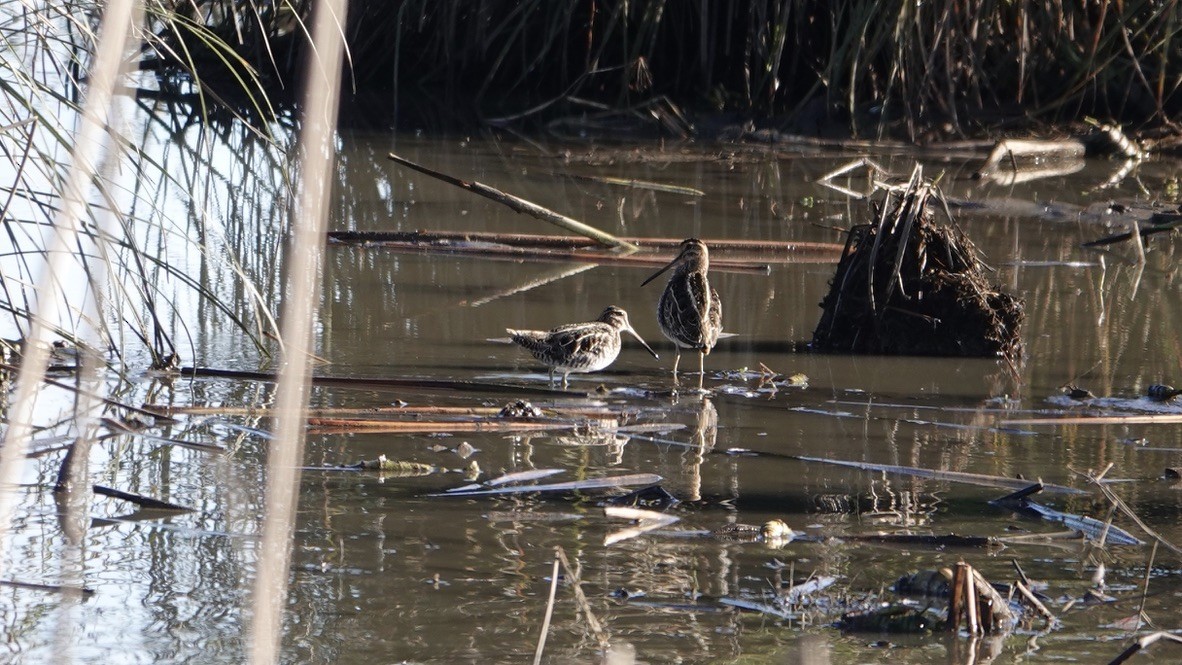 Wilson's Snipe - ML408964991