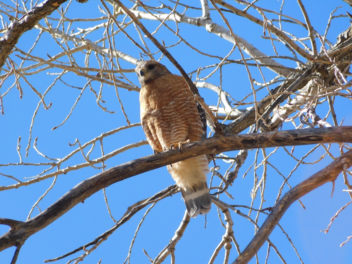 Red-shouldered Hawk - Curtis Stewart