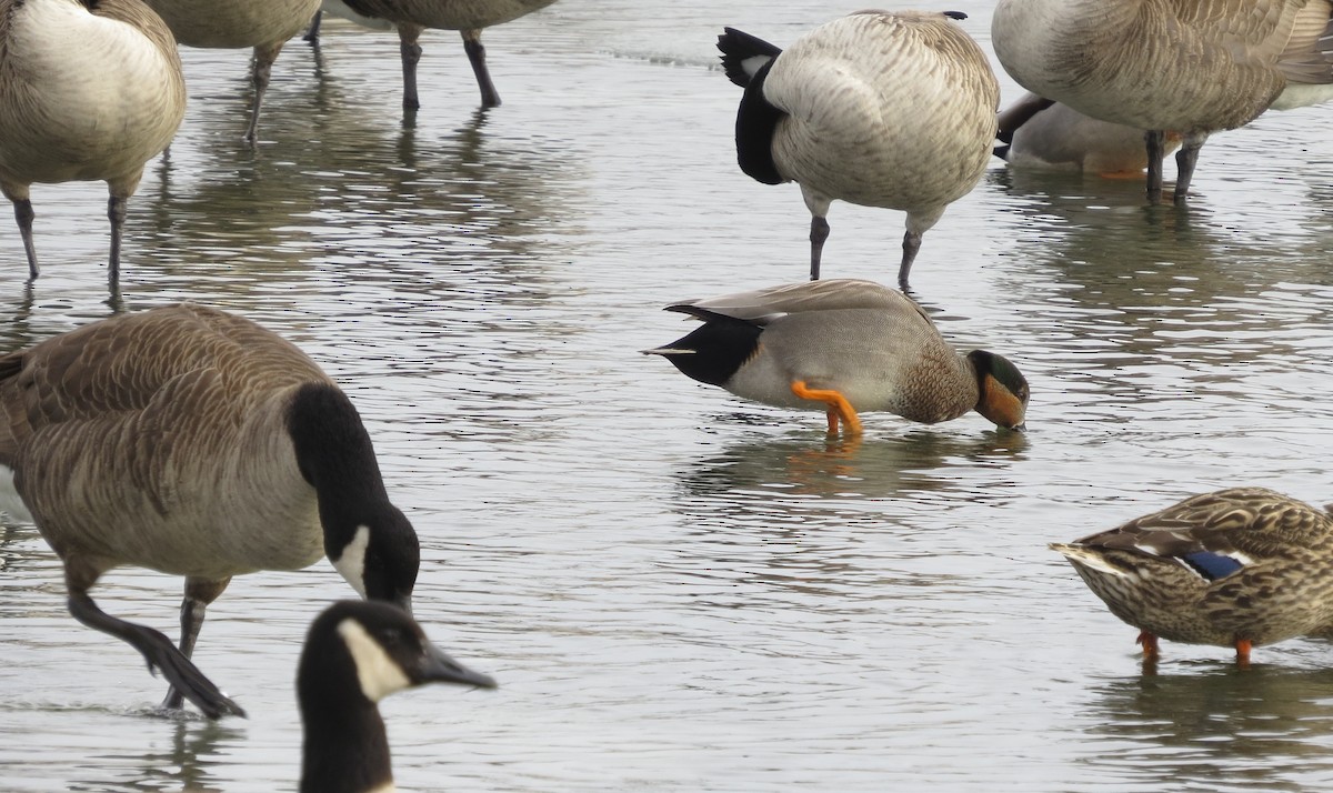 Gadwall x Mallard (hybrid) - ML408966631