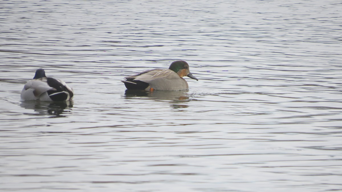 Gadwall x Mallard (hybrid) - ML408966661