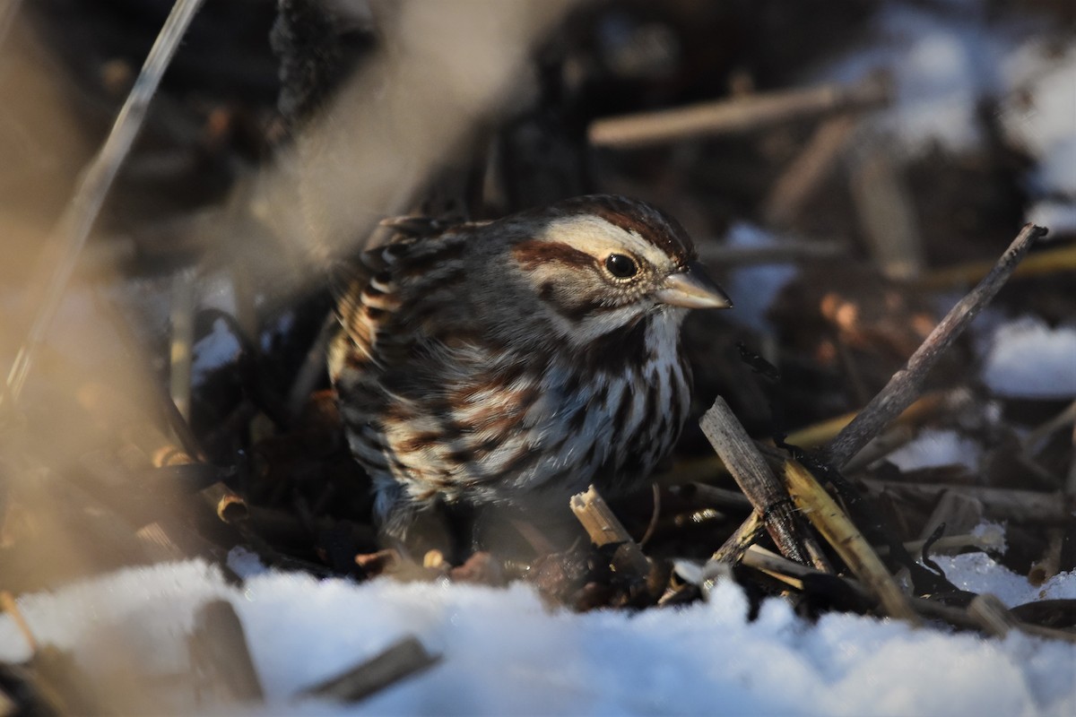 Song Sparrow - Zachary Peterson