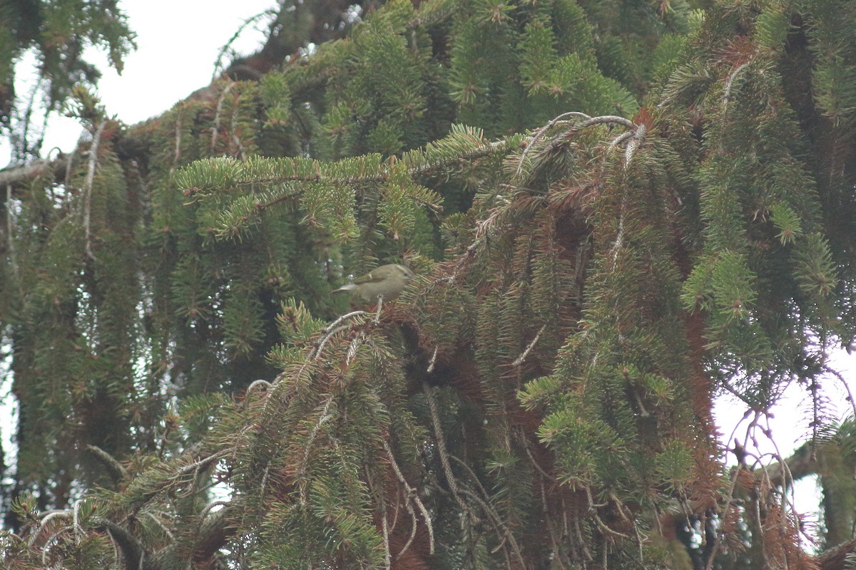 Hume's Warbler (Western) - ML408968431