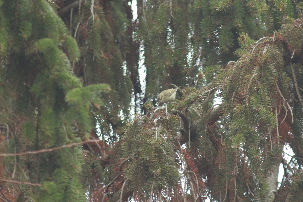 Hume's Warbler (Western) - ML408968491