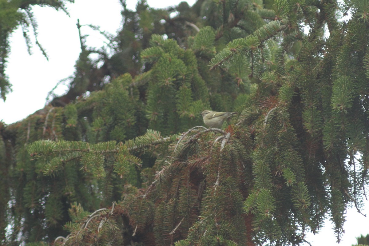 Hume's Warbler (Western) - ML408968501