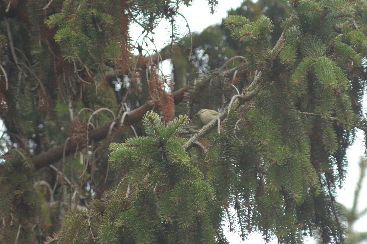 Hume's Warbler (Western) - ML408968511