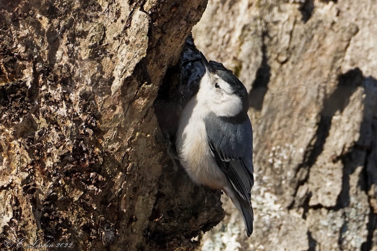 White-breasted Nuthatch - ML408969631