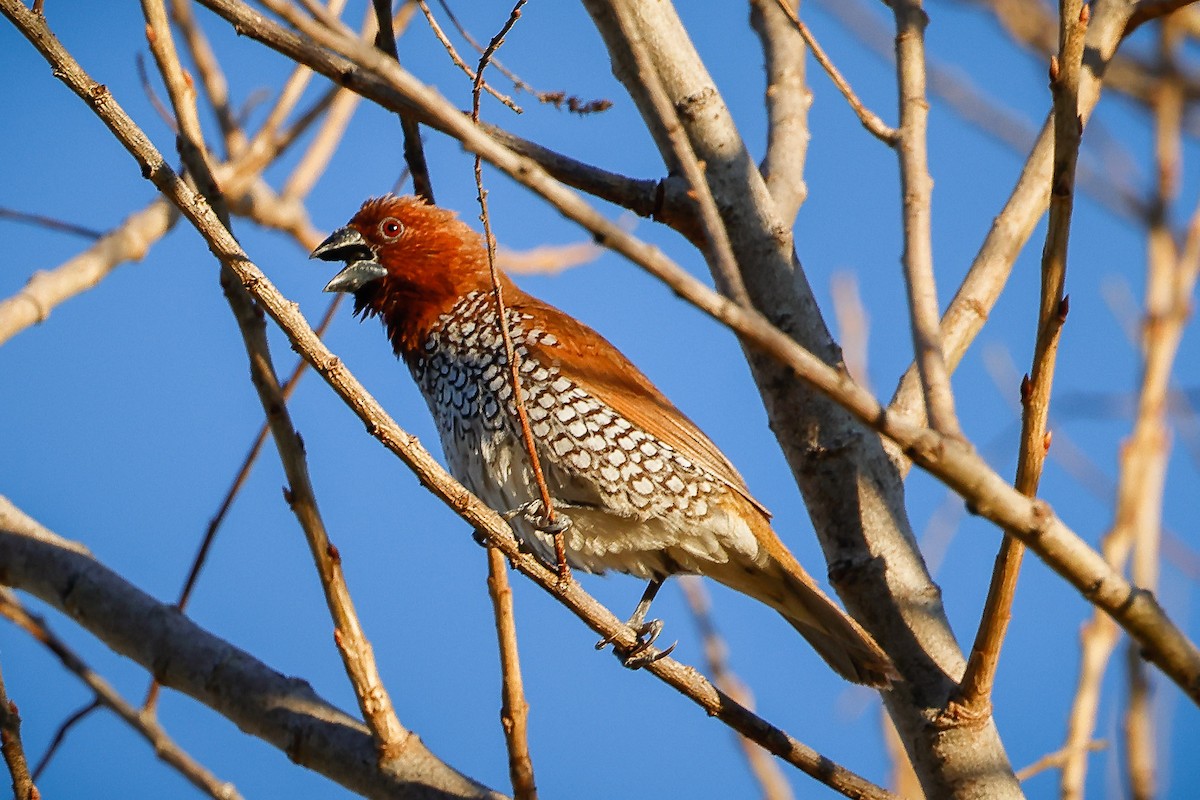 Scaly-breasted Munia - ML408970201