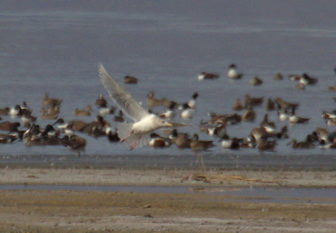 Glaucous-winged Gull - ML408971091