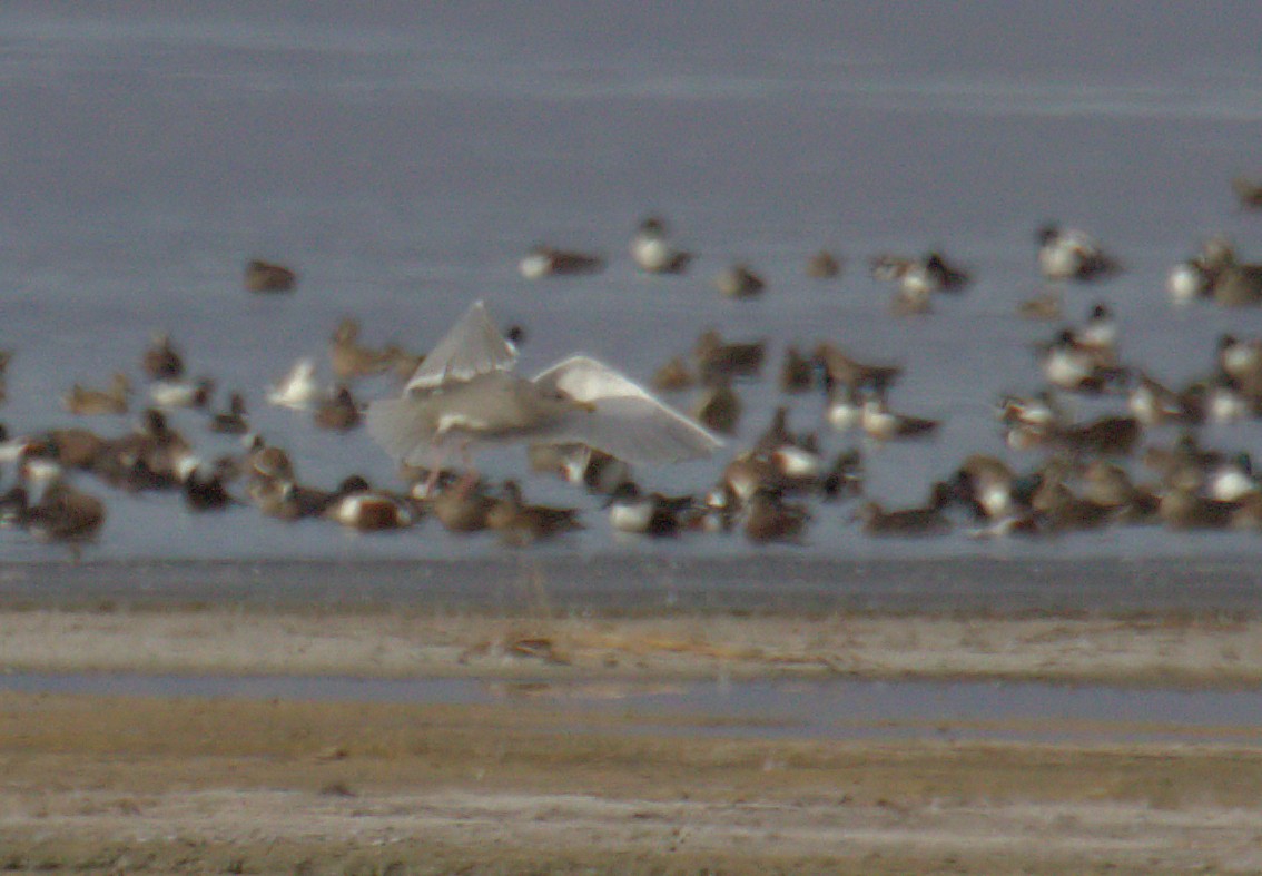 Glaucous-winged Gull - ML408971161