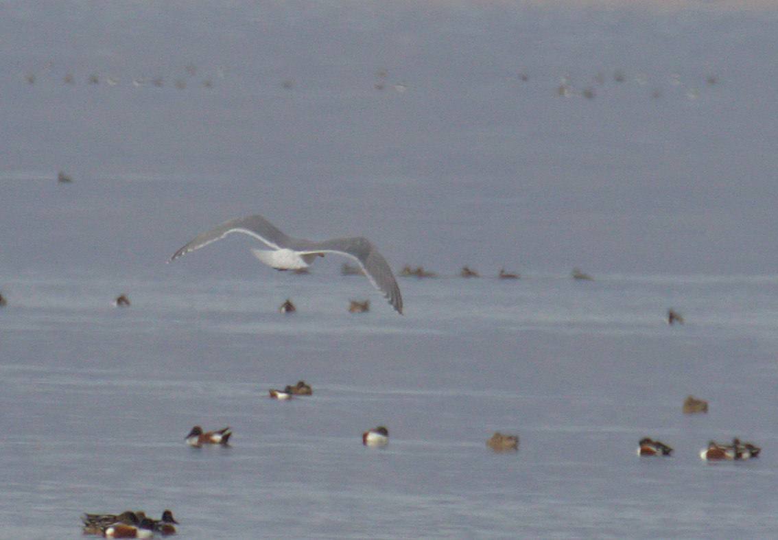 Glaucous-winged Gull - ML408971221