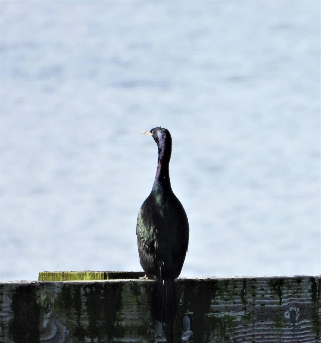 Pelagic Cormorant - Dale Floer