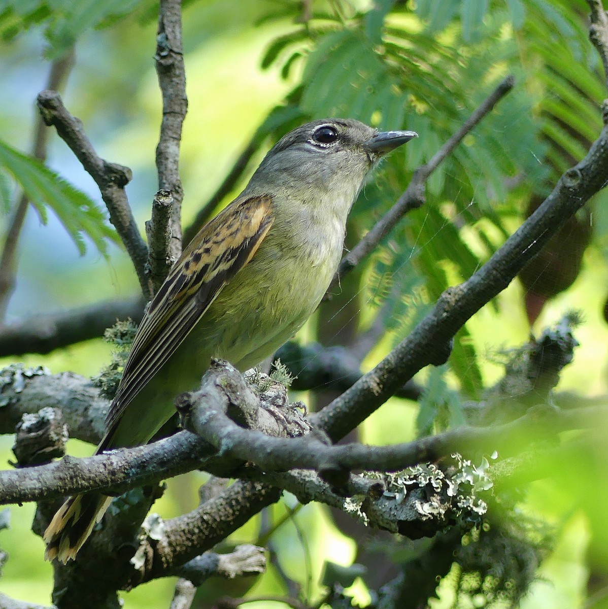 White-winged Becard - ML408973071