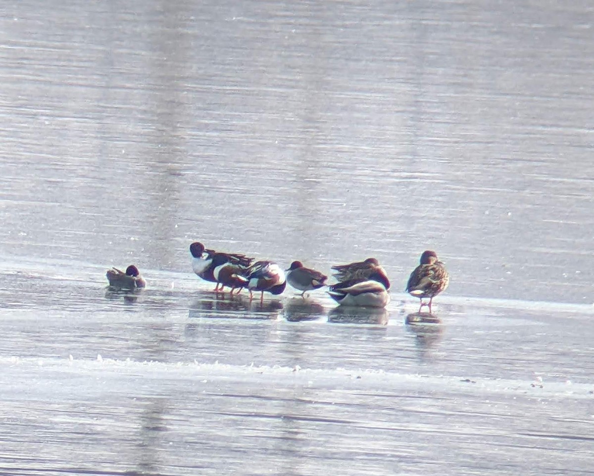 Northern Shoveler - ML408973601