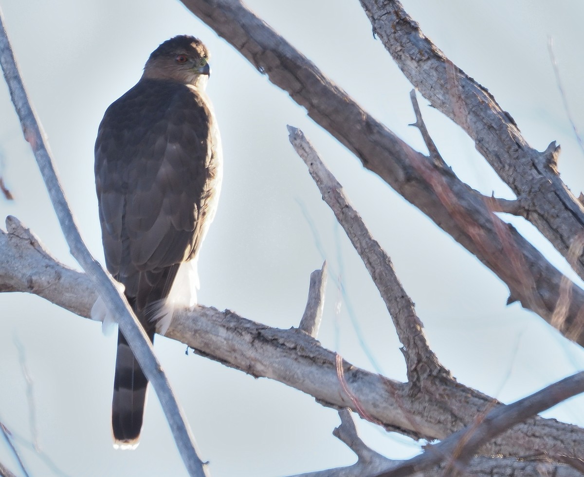 Cooper's Hawk - ML408974941