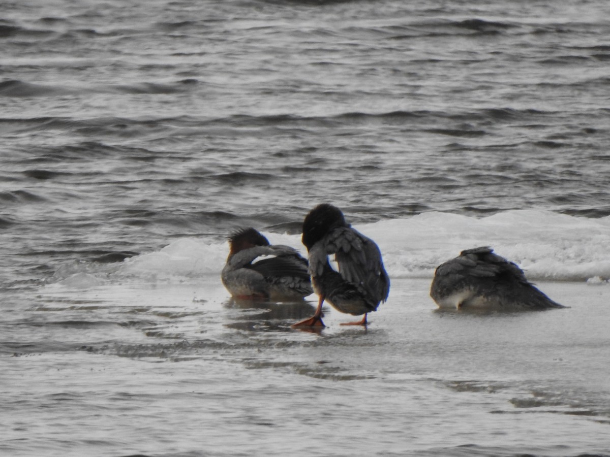 Red-breasted Merganser - ML408975171