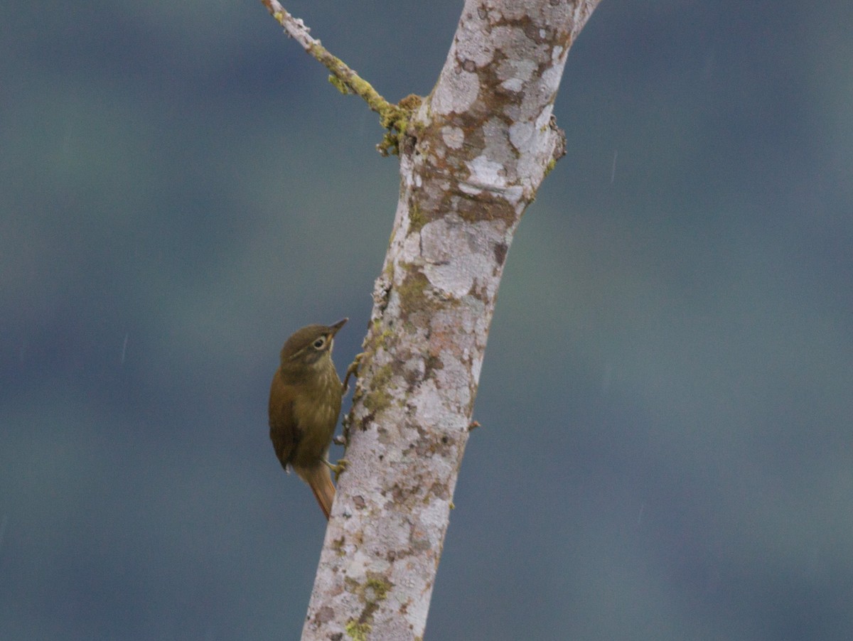 Montane Foliage-gleaner - Ian Davies