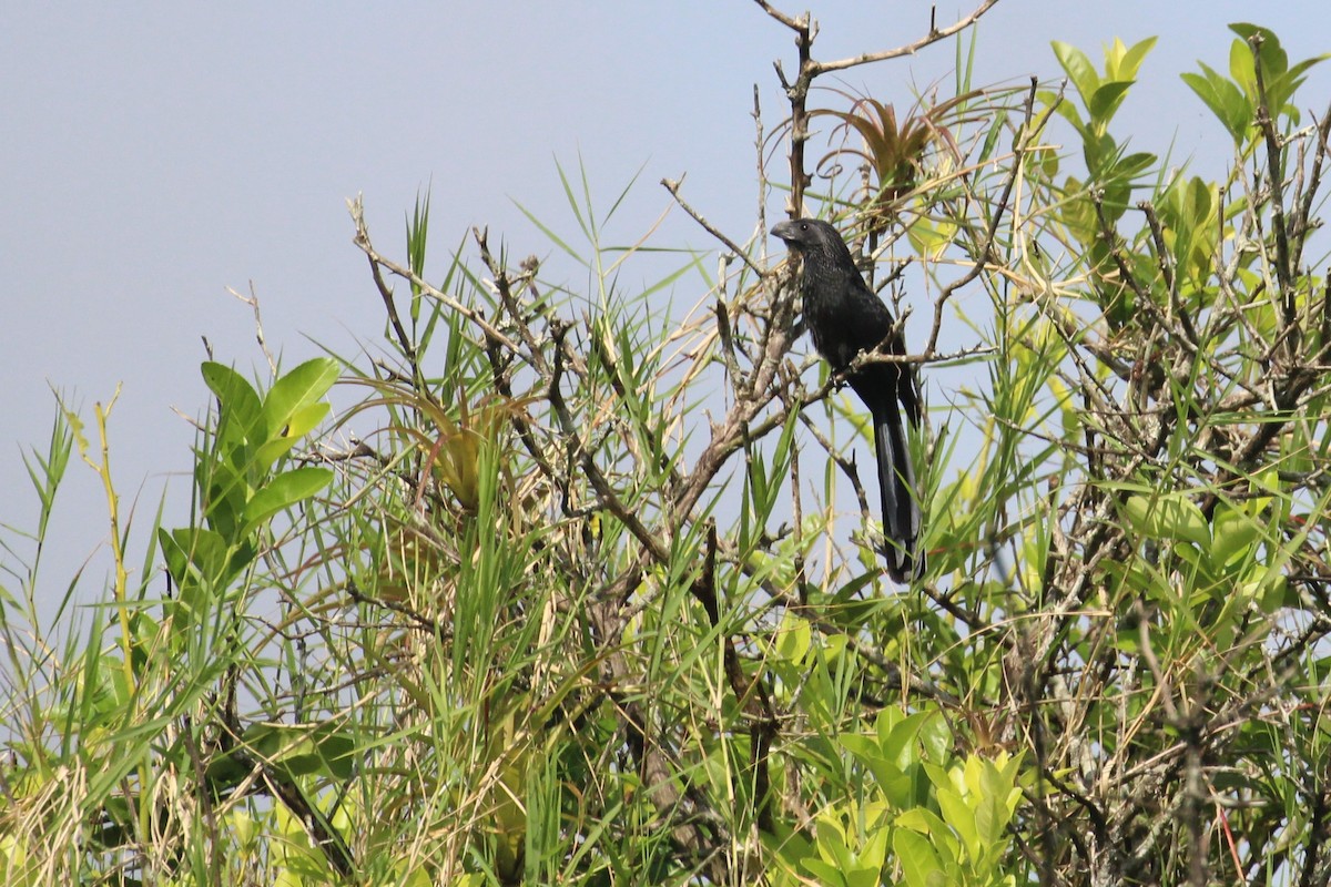 Groove-billed Ani - ML40897591