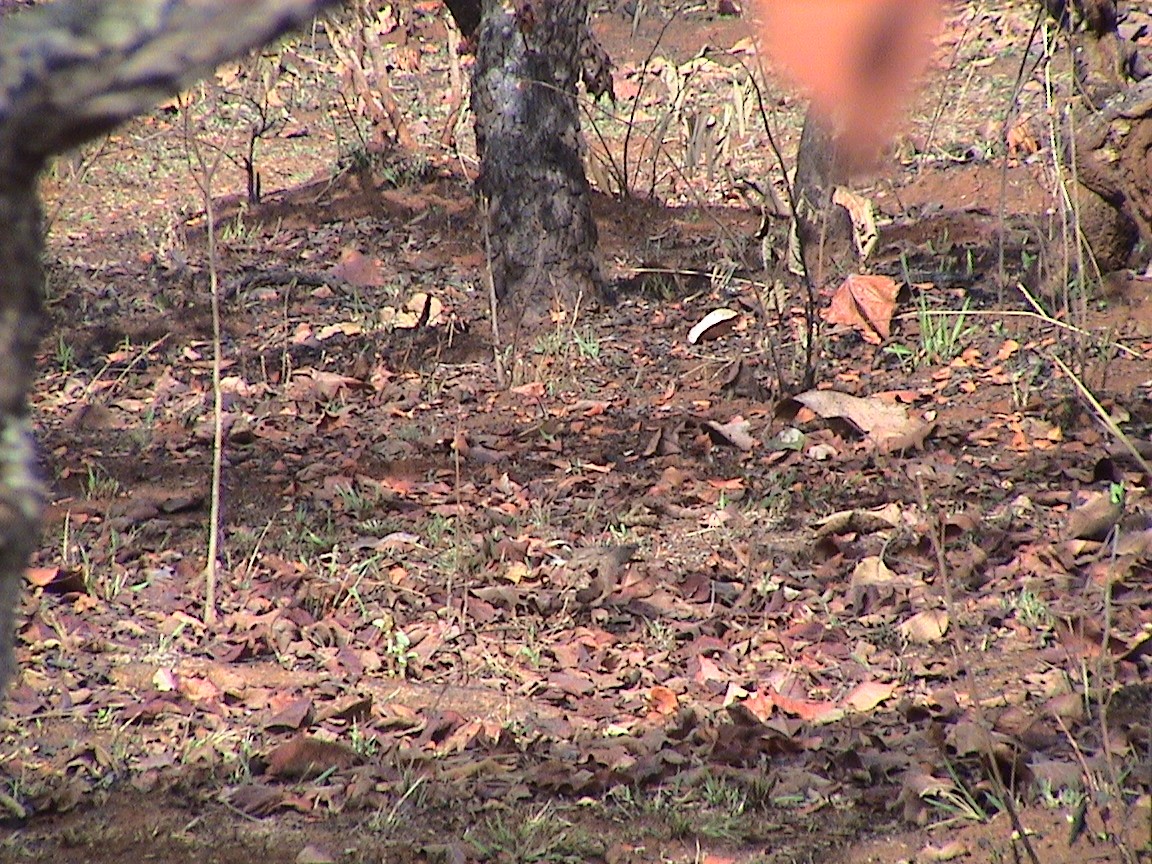 Bronze-winged Courser - ML40897611