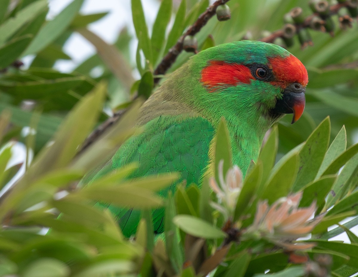 Musk Lorikeet - ML408976471