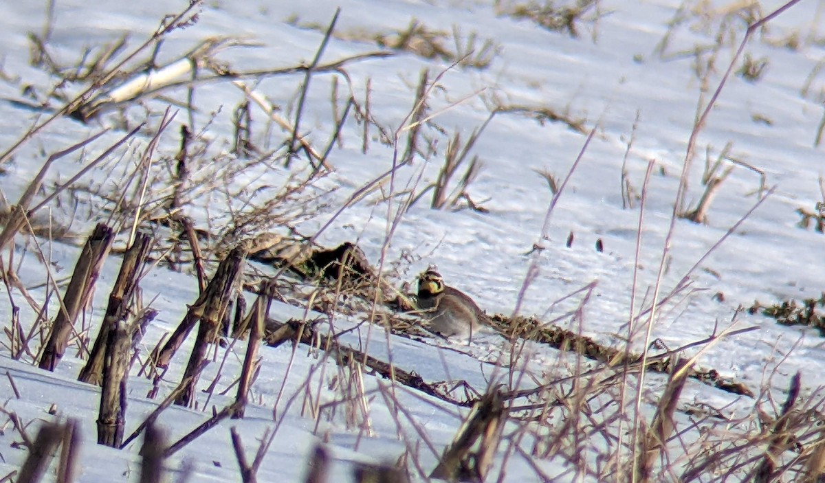 Horned Lark - ML408978061