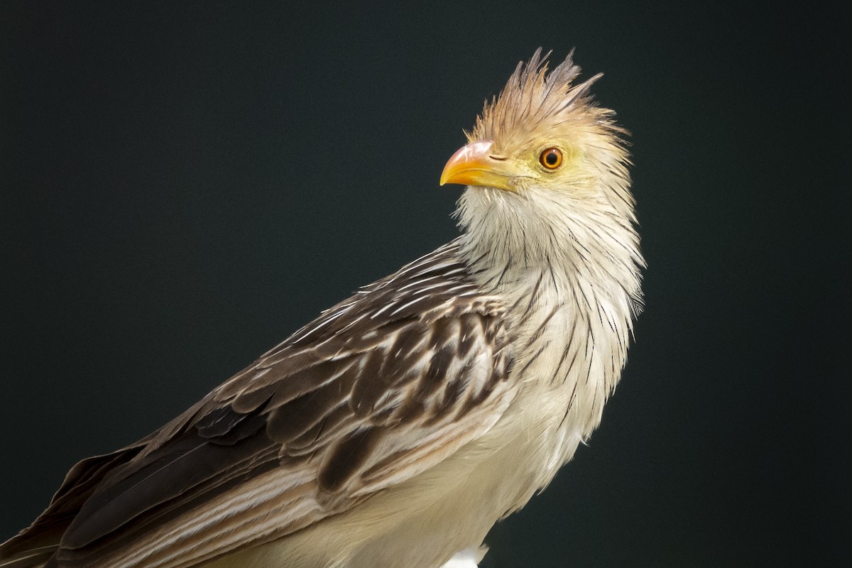ML408978721 - Guira Cuckoo - Macaulay Library