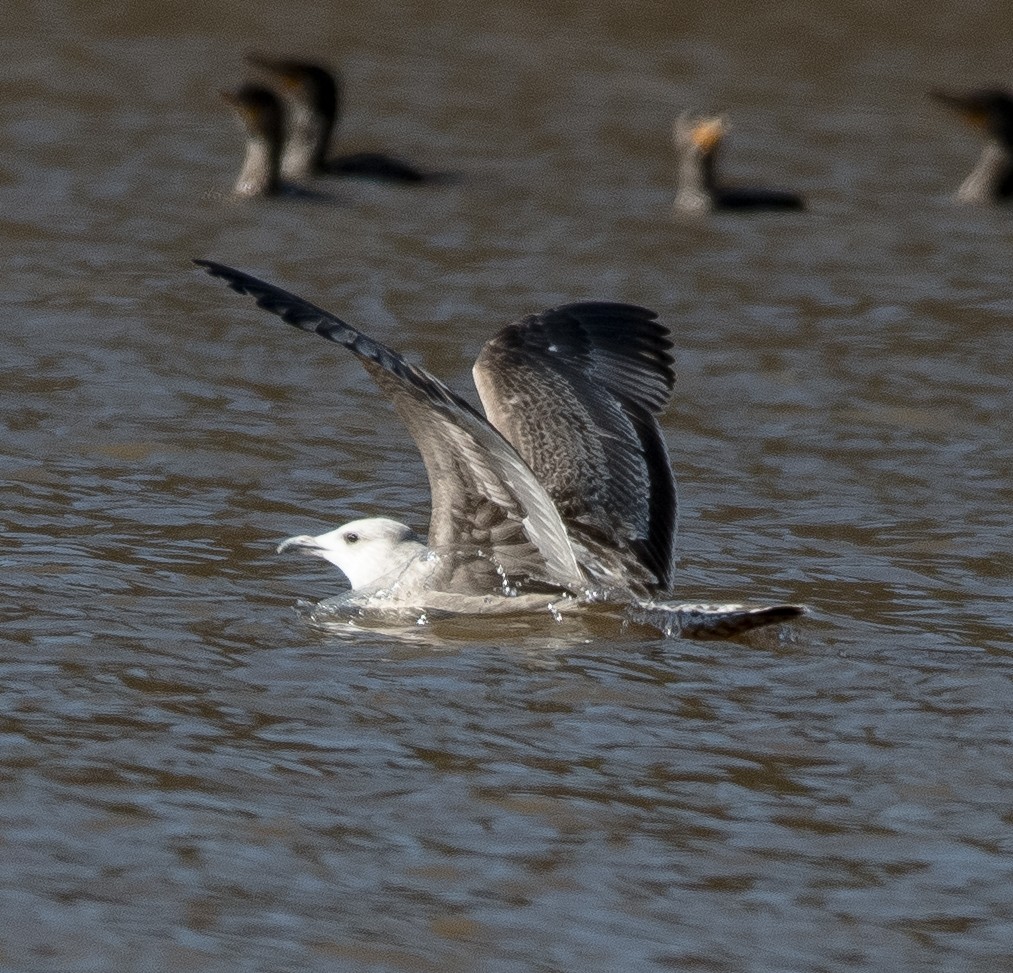 Herring Gull (American) - Liling Warren