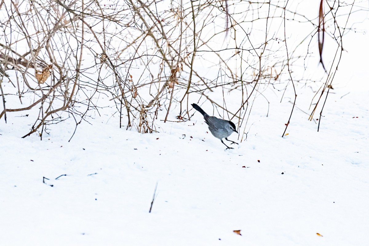 Gray Catbird - ML408979771