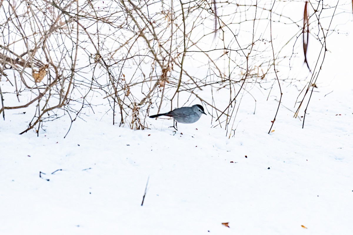 Gray Catbird - ML408979781