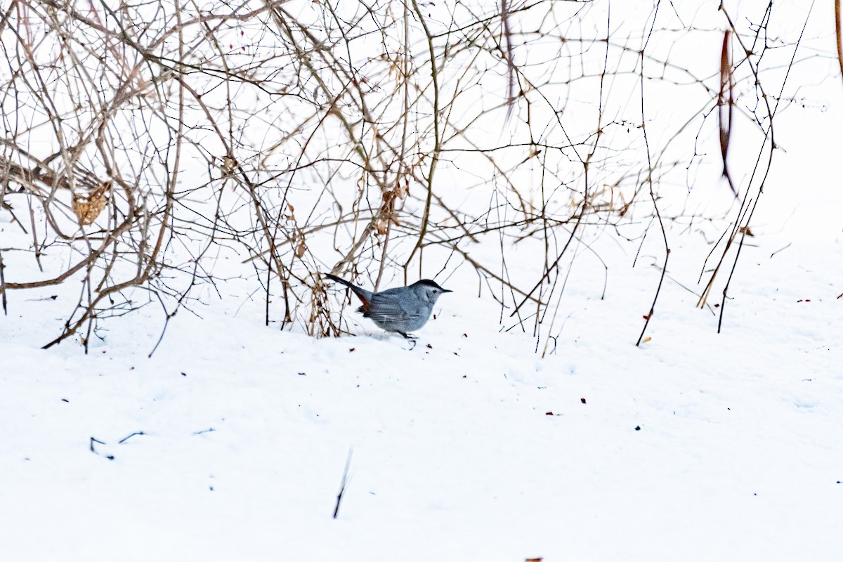 Gray Catbird - ML408979791