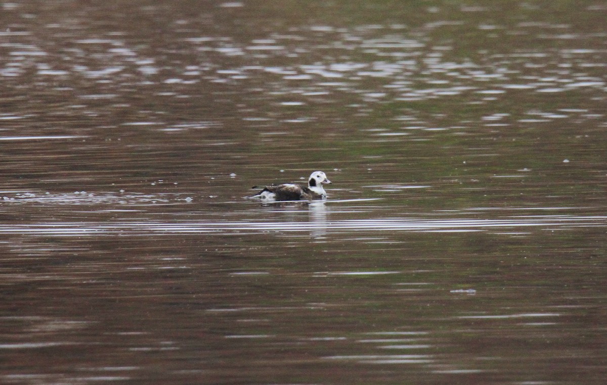 Long-tailed Duck - John Skene