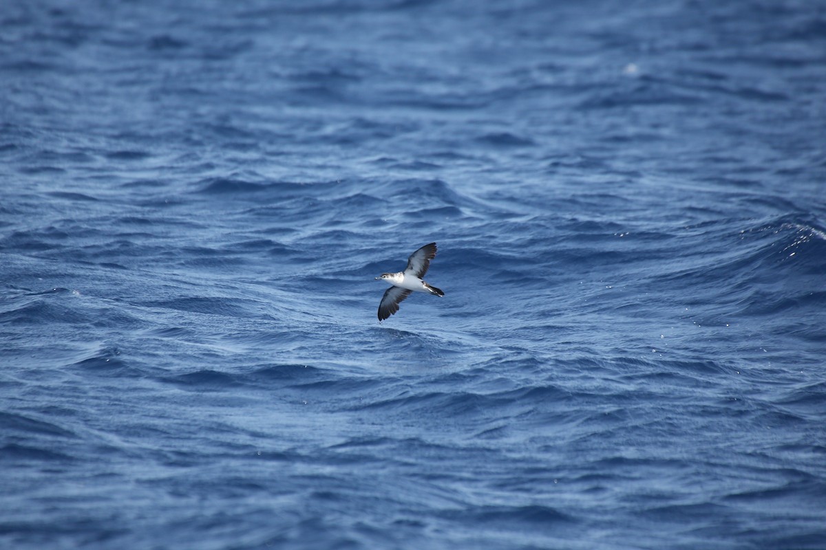 Boyd's Shearwater - ML40898051