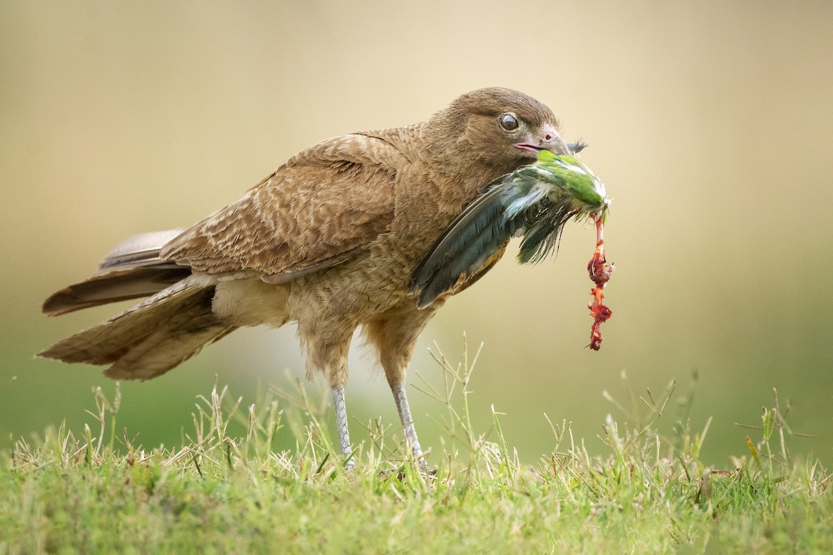 Chimango Caracara - ML408980541