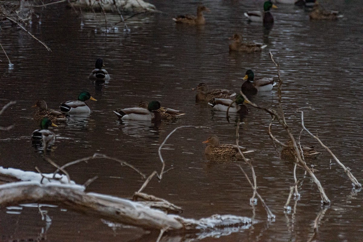 Mallard - ML408981161