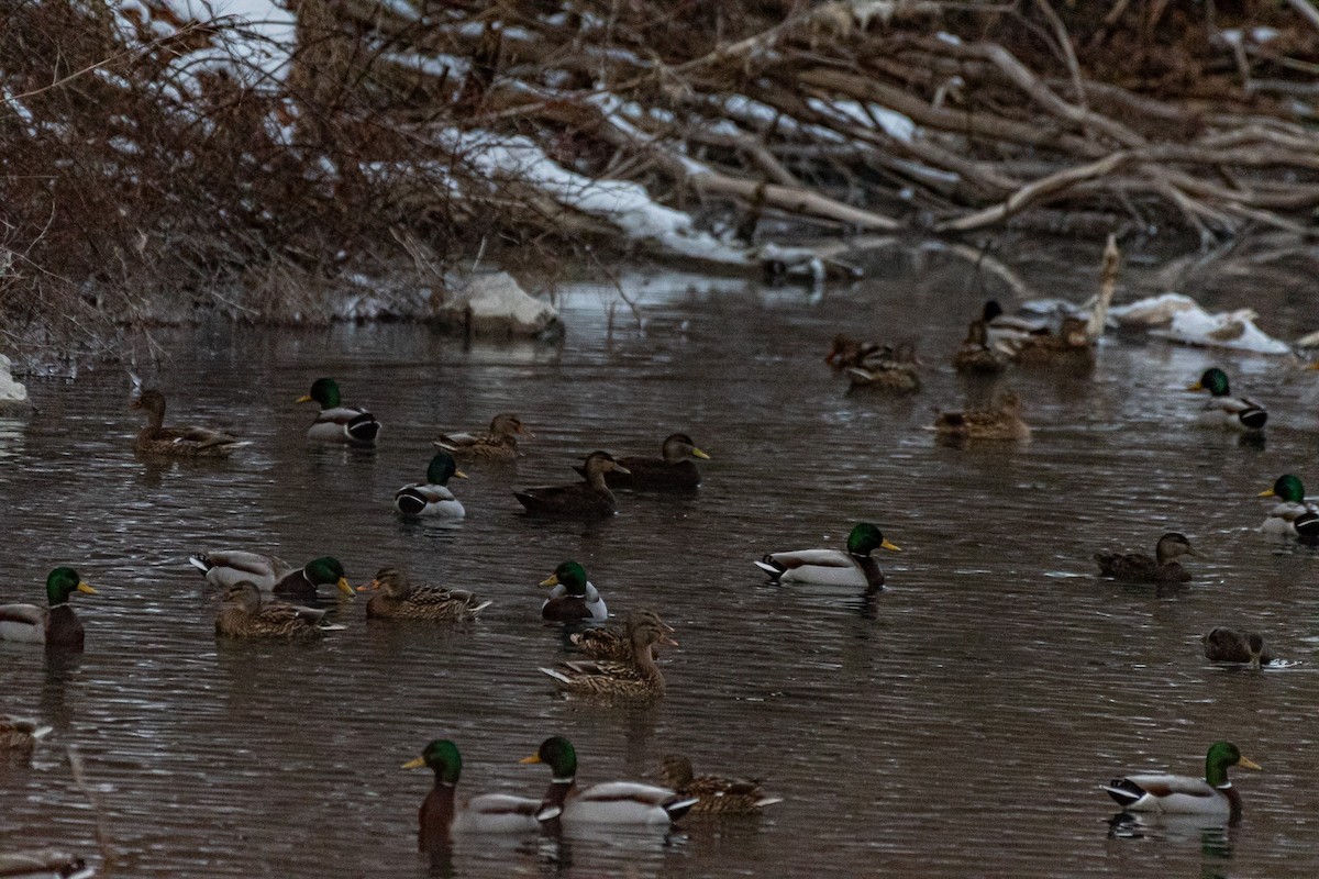 American Black Duck - ML408981341