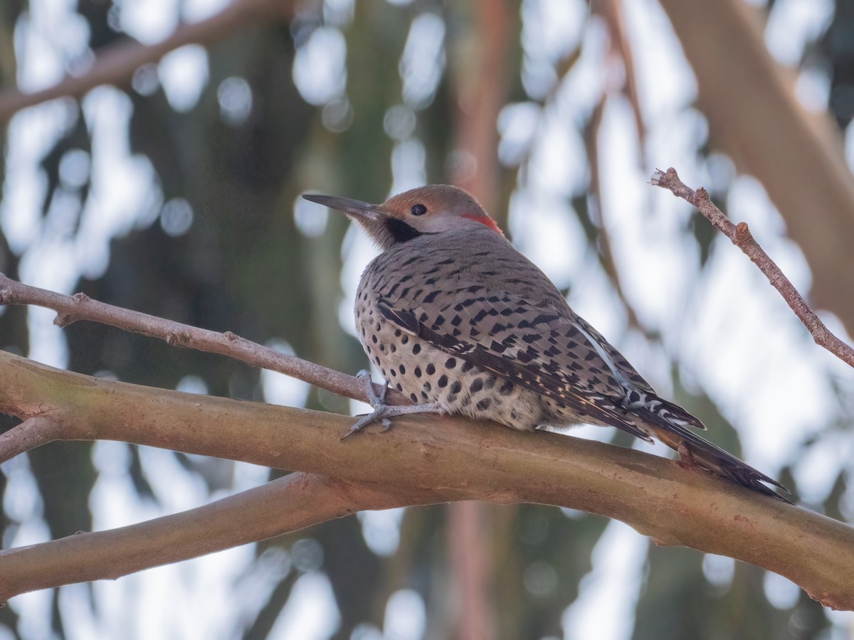 Northern Flicker (Yellow-shafted x Red-shafted) - Sam  Eberhard