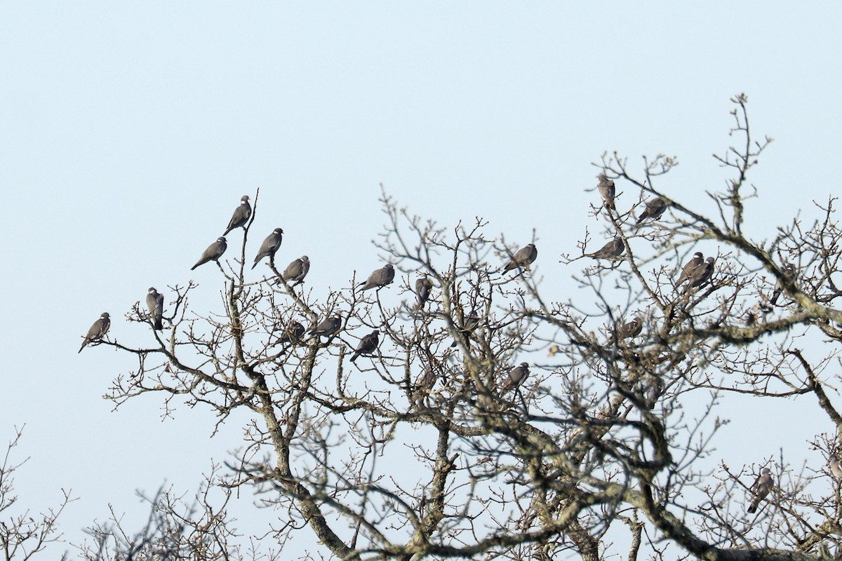 Common Wood-Pigeon - Francisco Barroqueiro