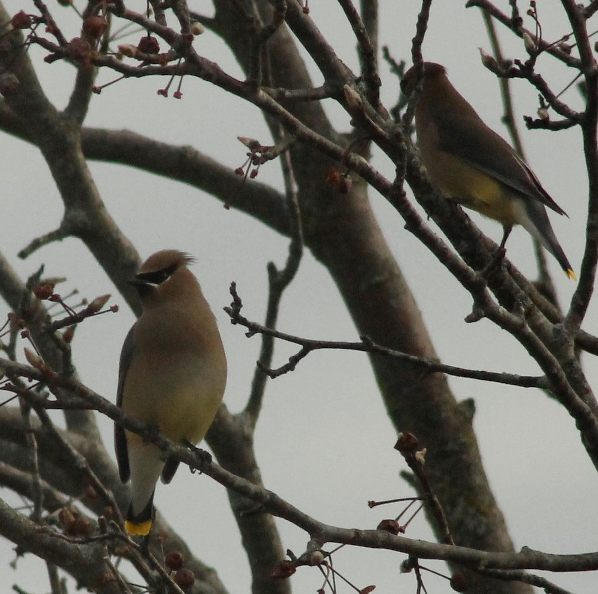 Cedar Waxwing - ML408983001