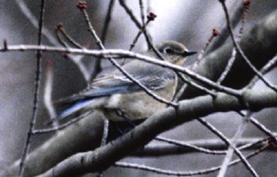 Mountain Bluebird - ML408983331