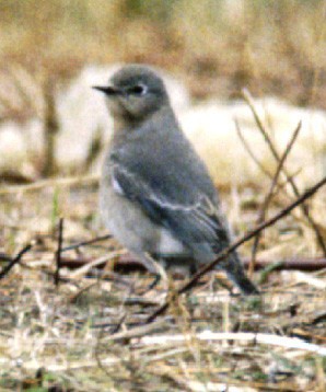 Mountain Bluebird - ML408983381