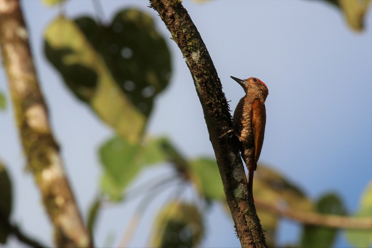 Red-rumped Woodpecker - Brendan Fogarty