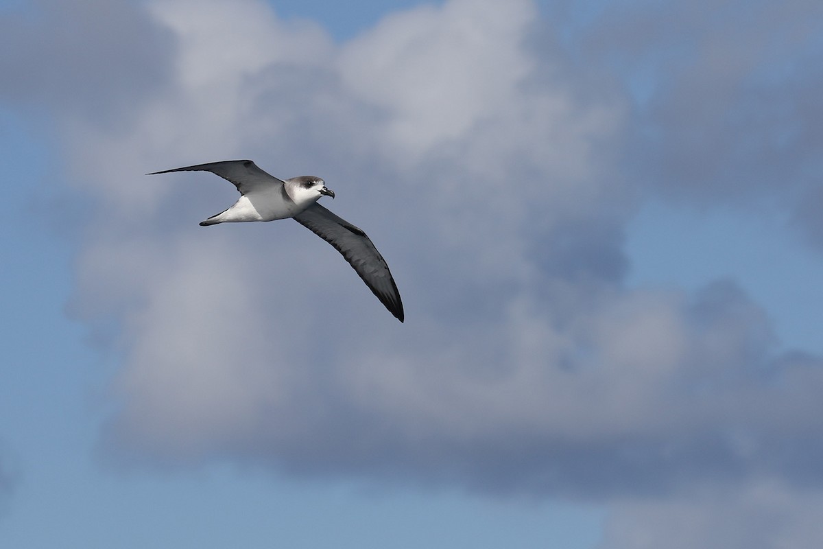 Petrel de las Juan Fernández - ML40898491