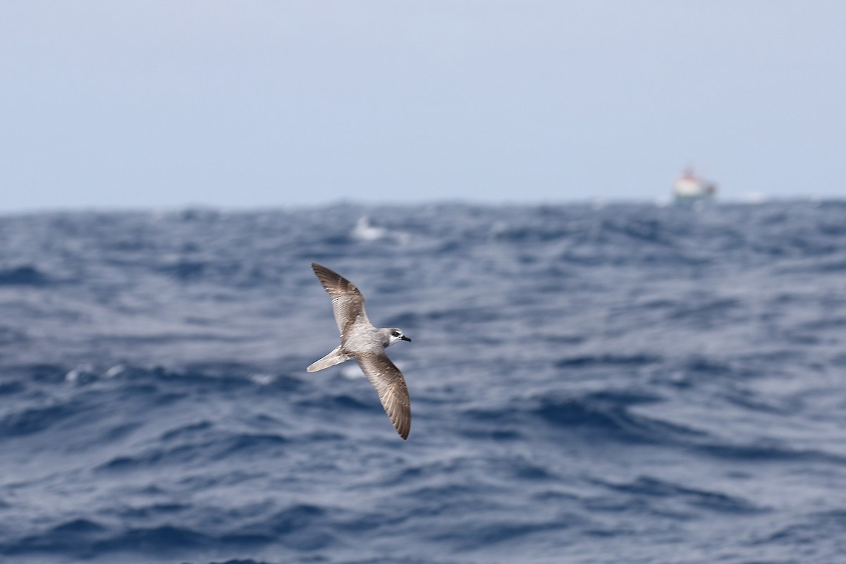 Masatierra Petrel - ML40898511