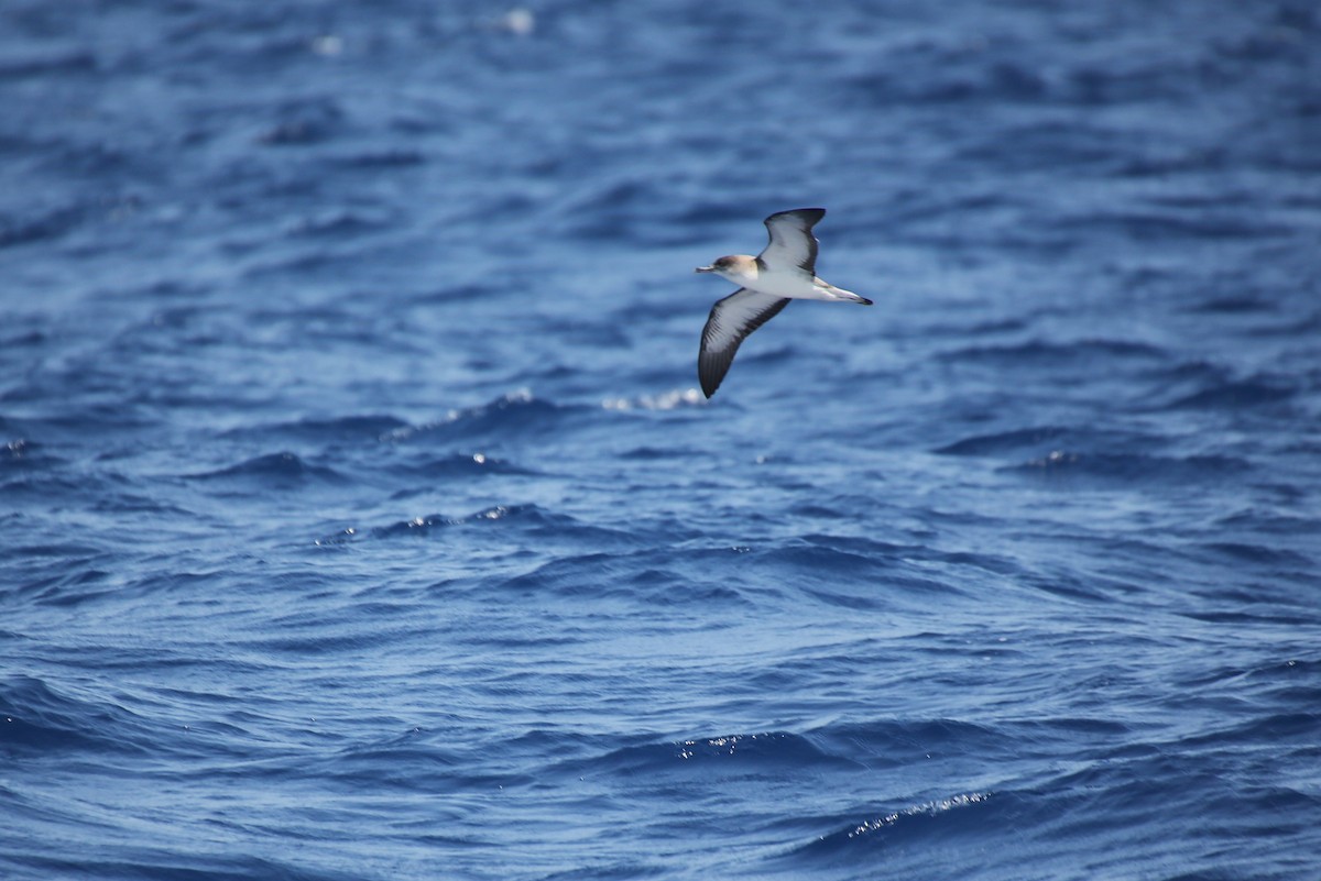 Cape Verde Shearwater - ML40898581