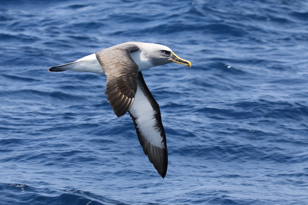 Buller's Albatross - ML40898751