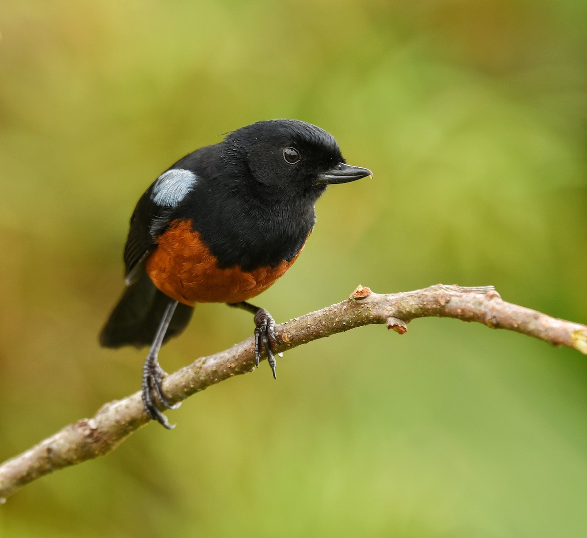 Chestnut-bellied Flowerpiercer - gleison fernando guarin largo