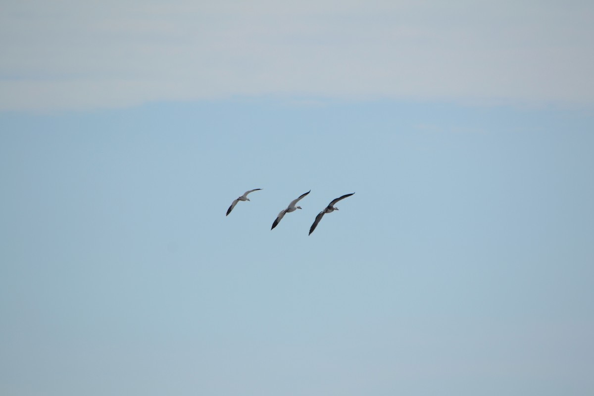 Ross's Goose - ML408988301