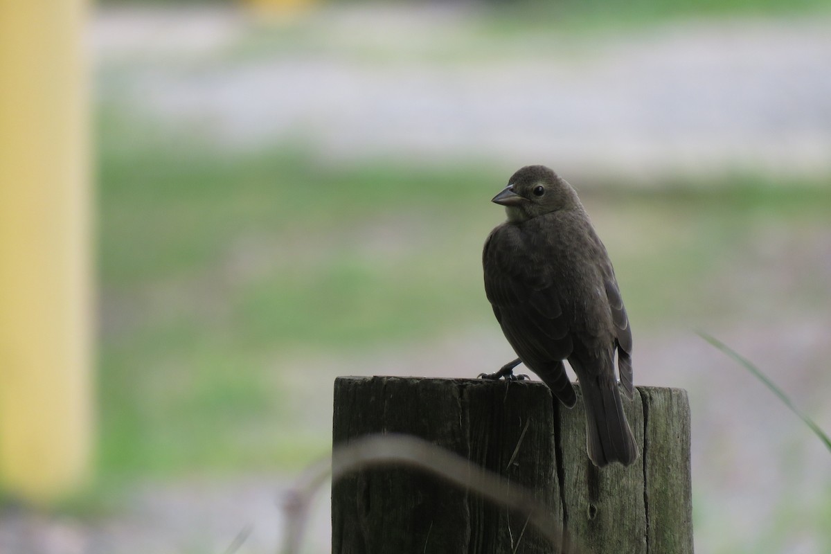 Shiny Cowbird - ML408988351